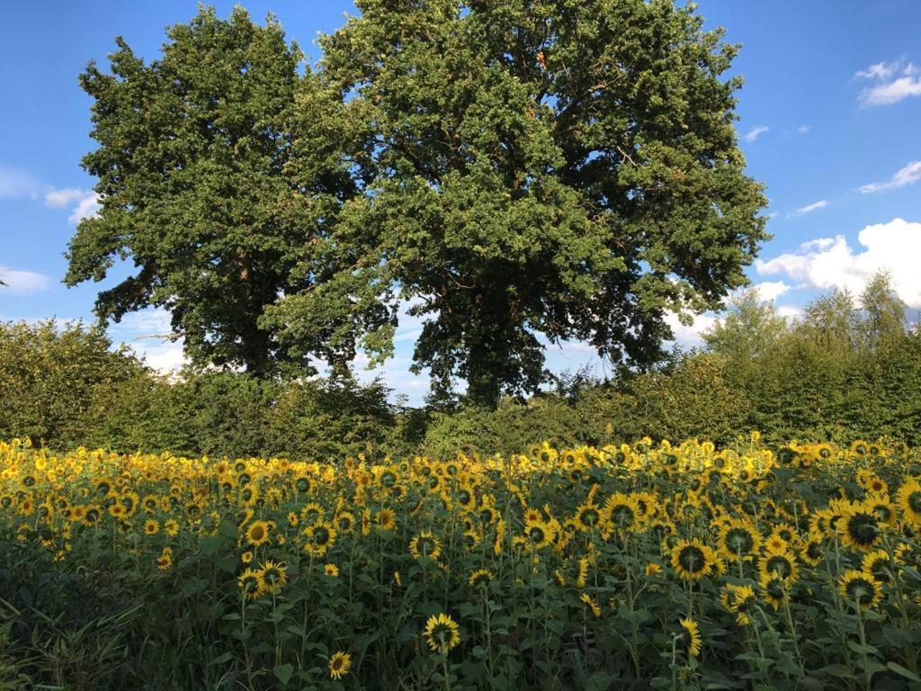 Bed & Breakfast Fuer Individualisten In Gemeinde Scharbeutz, Auch Allergiker Bagian luar foto